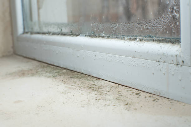 Best Environmental Consulting for Mold Prevention  in Lochbuie, CO